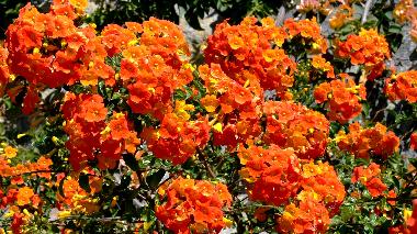 Villa in Tijarafe (La Palma und El Hierro) or holiday homes and vacation rentals