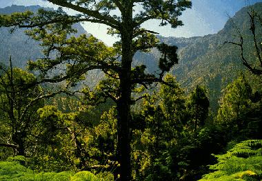 Villa in Tijarafe (La Palma und El Hierro) or holiday homes and vacation rentals