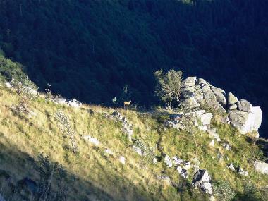 Holiday Apartment in grardmer (Vosges) or holiday homes and vacation rentals