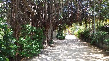 The villa is set in this tropical garden next to this big banyan tree