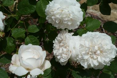 Chalet in Tagliacozzo (L