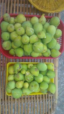 Holiday House in Montauro (Catanzaro) or holiday homes and vacation rentals