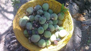 Holiday House in Montauro (Catanzaro) or holiday homes and vacation rentals