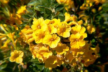 Villa in Tijarafe (La Palma und El Hierro) or holiday homes and vacation rentals