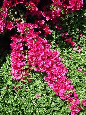 Villa in Tijarafe (La Palma und El Hierro) or holiday homes and vacation rentals