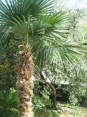 Holiday Apartment in Omi (Splitsko-Dalmatinska) or holiday homes and vacation rentals