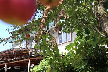 Holiday House in Kryvenik (Gabrovo) or holiday homes and vacation rentals