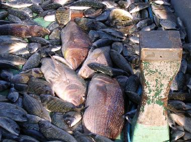 Holiday Apartment in Mandre (Zadarska) or holiday homes and vacation rentals