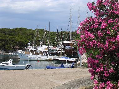 Holiday Apartment in Mandre (Zadarska) or holiday homes and vacation rentals