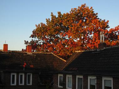 Holiday Apartment in Dormagen (Region Dsseldorf) or holiday homes and vacation rentals
