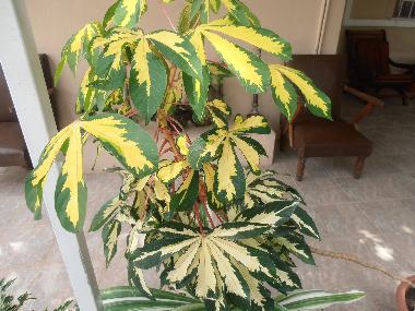 Holiday House in Pereybere (Pereybere) or holiday homes and vacation rentals