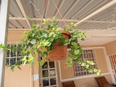 Holiday House in Pereybere (Pereybere) or holiday homes and vacation rentals