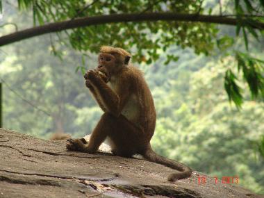 Villa in Moragalla (Kalutara) or holiday homes and vacation rentals