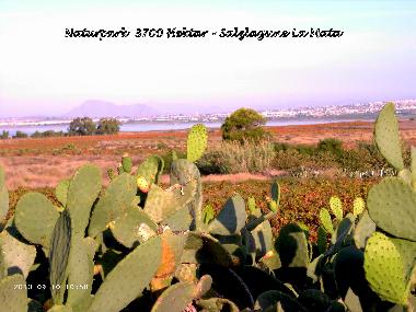 Holiday Apartment in Guardamar del Segura (Alicante / Alacant) or holiday homes and vacation rentals