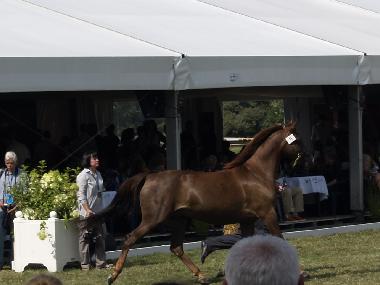 Annual bid in Stud at Janow Podlaski- 40 km