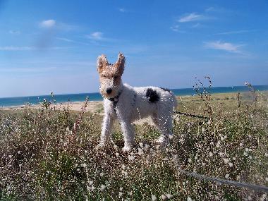 Holiday House in Lindbergh-PLage (Manche) or holiday homes and vacation rentals