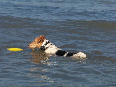 Holiday House in Lindbergh-PLage (Manche) or holiday homes and vacation rentals