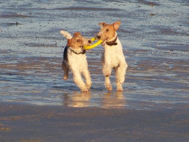 Holiday House in Lindbergh-PLage (Manche) or holiday homes and vacation rentals