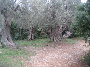 Forest outside the house