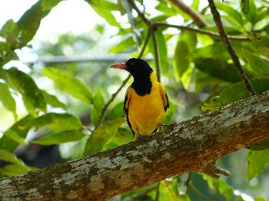 Birds in the garden on Mangrove trees