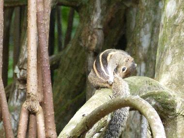 chipmunk in the garden on Mangrove trees