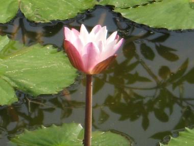 Ayurveda Resorts Mangrove Villa Sri lanka