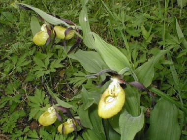 Holiday House in at sea (Saaremaa) or holiday homes and vacation rentals