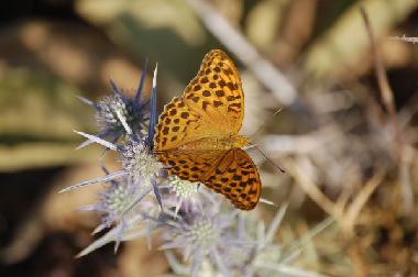 Holiday House in Kotronas (Lakonia) or holiday homes and vacation rentals