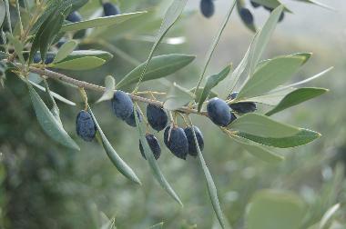 Holiday House in Kotronas (Lakonia) or holiday homes and vacation rentals