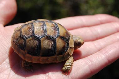 Holiday House in Kotronas (Lakonia) or holiday homes and vacation rentals