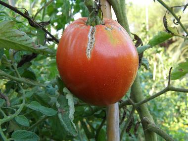 tomatoes from the vegetable garden