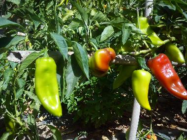 peppers from the vegetable garden