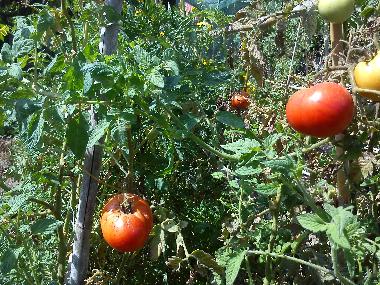from the Kitchen garden