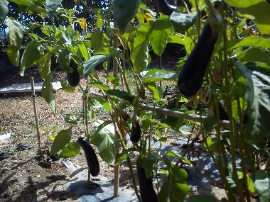 aubergines from the Kitchen garden
