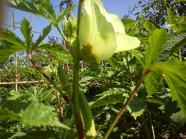 Okra from the Kitchen garden