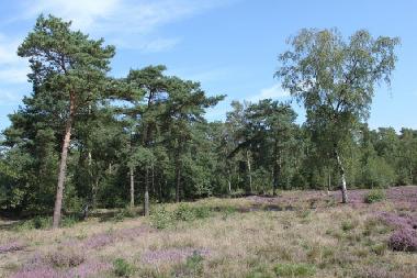 area
