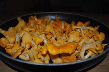 chanterelles 
