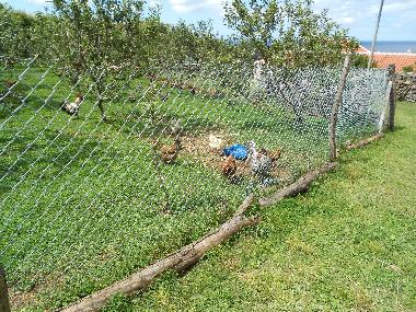 Holiday House in Quatro Ribeiras, Praia da Vit�ria (Azores) or holiday homes and vacation rentals