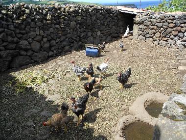 Holiday House in Quatro Ribeiras, Praia da Vit�ria (Azores) or holiday homes and vacation rentals