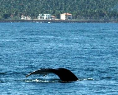 Holiday House in El Frances (Samana) or holiday homes and vacation rentals