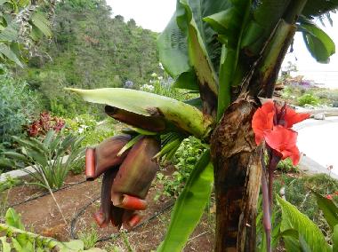 Holiday House in Faj da Ovelha (Madeira) or holiday homes and vacation rentals