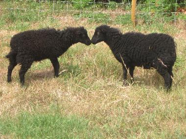 Holiday House in PLONEOUR-LANVERN (Finist�re) or holiday homes and vacation rentals