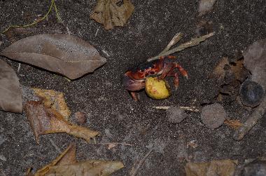 Lunch time for Mr Crab who can be seen daily on the trail, among trees along the beach 