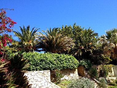The Garden