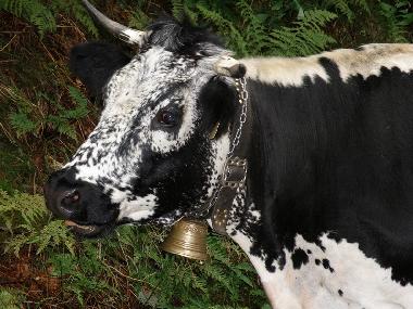 Villa in 88520 (Vosges) or holiday homes and vacation rentals