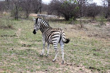 Holiday House in Hoedspruit (Northern Province) or holiday homes and vacation rentals