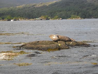 Holiday House in Tuosist (Kerry) or holiday homes and vacation rentals