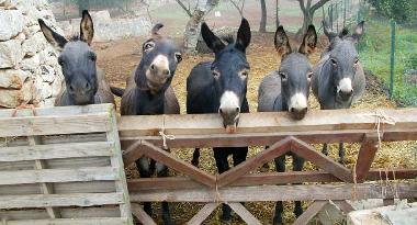 Giardini di Marzo - Gli asini