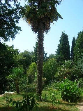 Holiday Apartment in Pula (Istarska) or holiday homes and vacation rentals