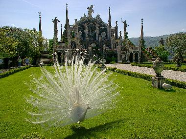 Botanic Garden - Isola Bella